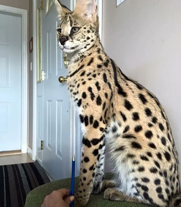 Vahşi Olacakken Son Anda Dev Bir Minnoşa Dönüşmüş Savannah Kedilerinden 23 Fotoğraf!