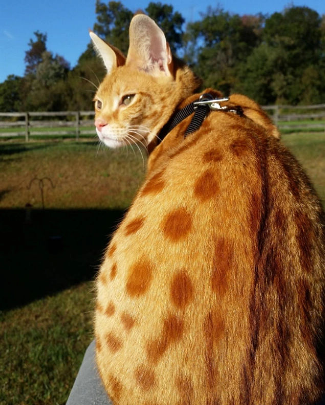 😻