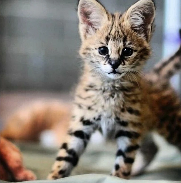 Bu da bebek bir savannah!
