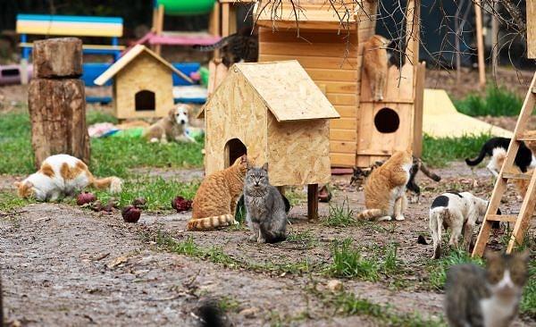 Hayvanseverler yapılan çalışmaların ardından, sokak kedileri için, içersinde küçük evler, oyun grupları, hamak ve bankların bulunduğu ilk 'kedi köyü'nü kurdu.