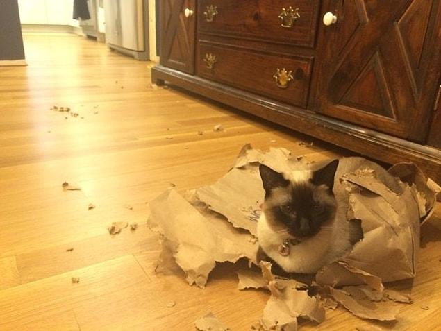 10. "My cat destroyed and ate a bag."