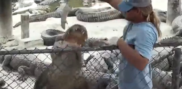 Timsaha Elini Kaptıran Bakıcının Korku Dolu Anları