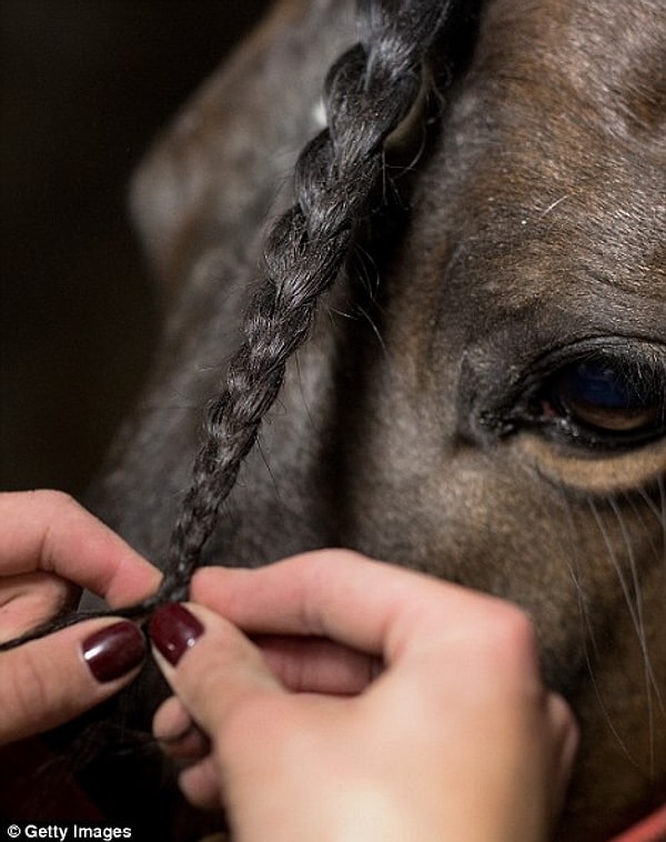 13. Девушка заплетает гриву коней в косы перед проведением фестиваля. Так делают для того, чтобы грива коня не опалилась