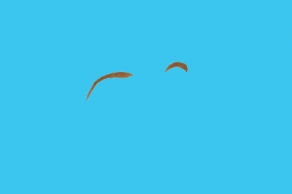 8. Если вы являетесь поклонником этой принцессы, то у вас даже сомнений не возникнет. Это брови...