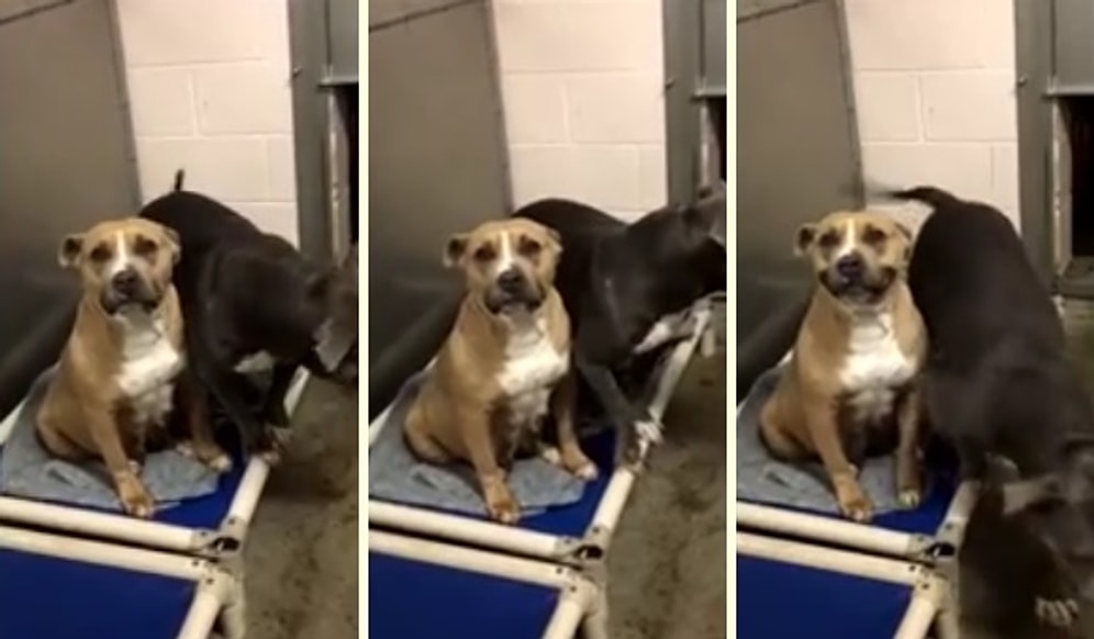 Barınağa Gelen İnsanların Kalplerini Kazanmak İçin Gülümsemeyi Öğrenen Köpek