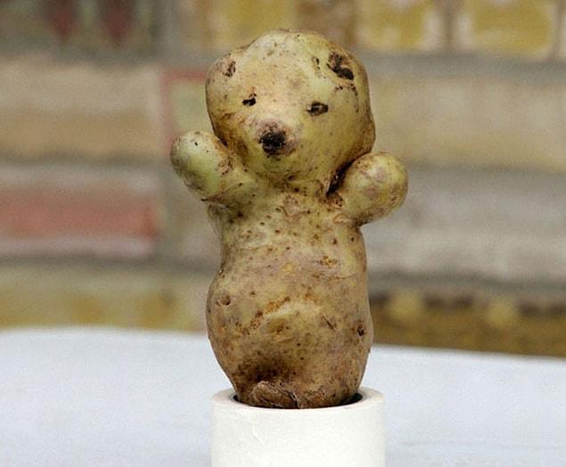 1. This bear-shaped potato.