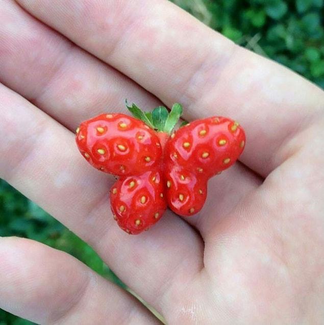 7. And this is a butterfly strawberry!