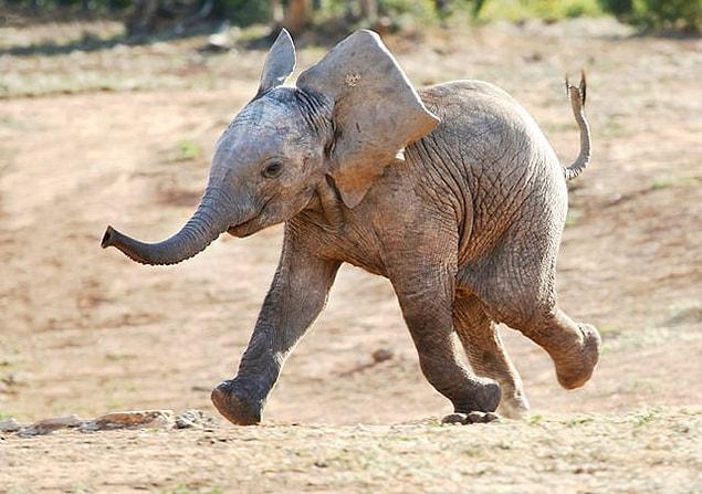 We won't build any suspense. Studies conducted have yielded no proof that elephants are scared of mice.