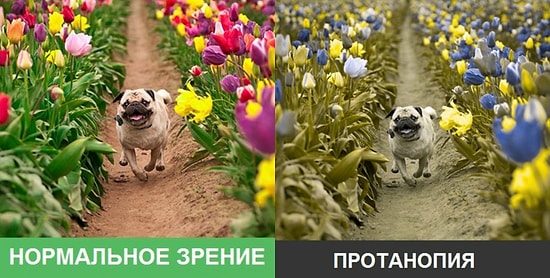 Как видят мир люди, страдающие дальтонизмом: 10 невероятных фото