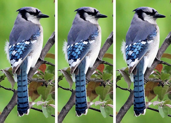 3. У какой голубой сойки есть отличие?