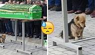 Sahibinin Mezarını Her Gün Ziyaret Ederek Yas Tutan Koca Yürekli Köpek: Cesur!