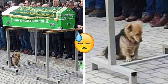 Sahibinin Mezarını Her Gün Ziyaret Ederek Yas Tutan Koca Yürekli Köpek: Cesur!