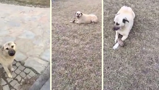 Ölü Yavru Köpeği Annesinin Kolları Arasında Görünce Göz Yaşlarına Hakim Olamayan Kadın