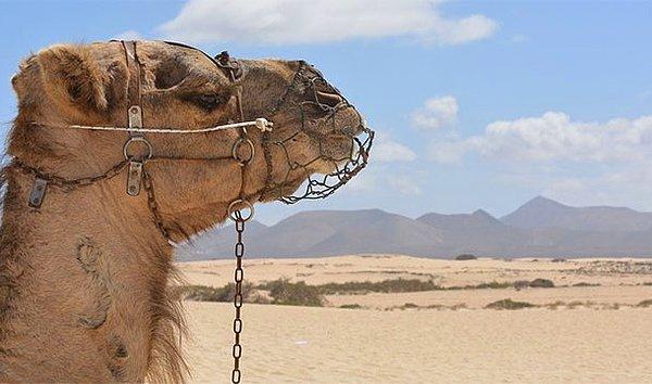 19. Suudi Arabistan, Avustralya'dan deve ve kum ithal etmektedir.
