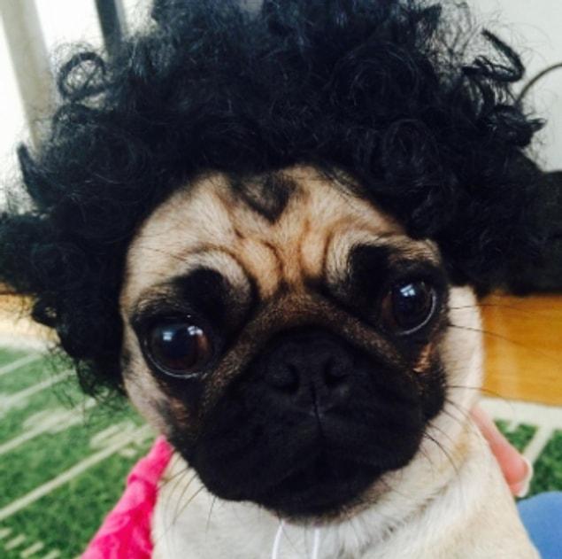 16. An afro wig for dogs.