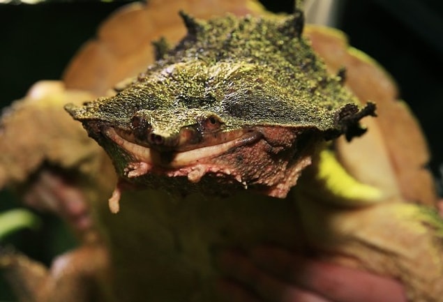 15. Mata-Mata Turtle