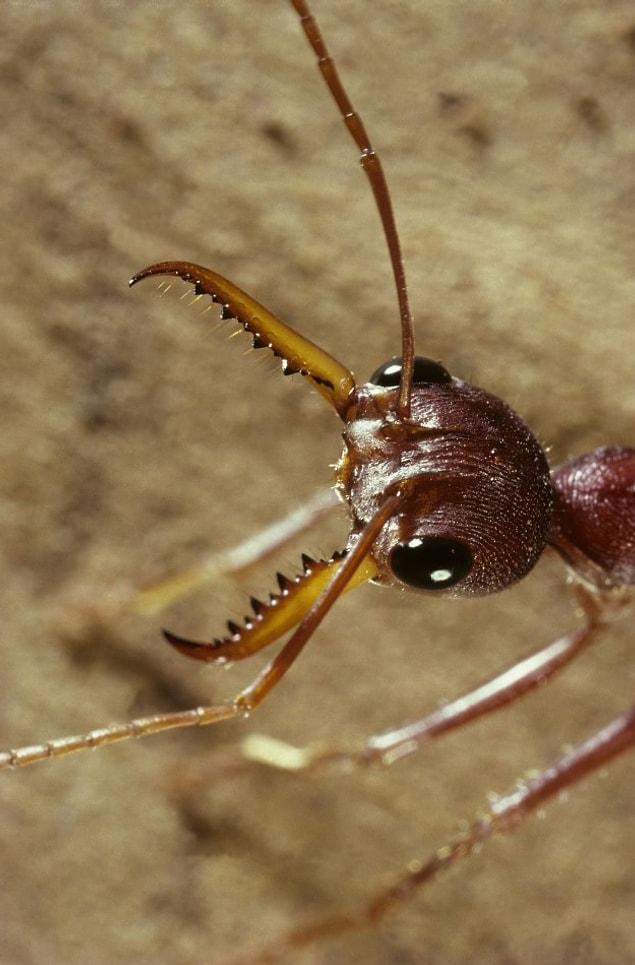 18. Bulldog ant