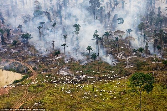 3. The rainforest in flames, where goats used to graze.