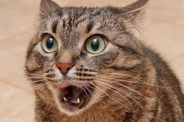 20. 95% владельцев кошек признают, что говорят с ними. А ты тоже разговариваешь с котом?