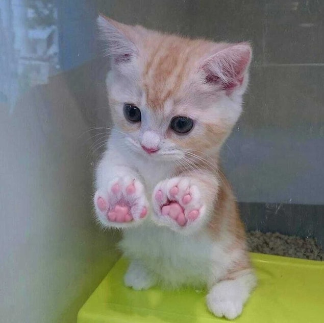 12. “Look at my paws, you really think you’re not gonna take me home?”