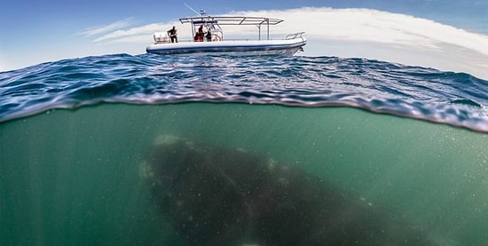 Если не сможете досмотреть эти фото до конца, у вас талассофобия