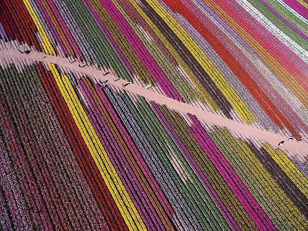 4. "Радужные линии" - поощрительная премия