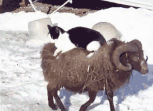 Diğer hayvanlarla da araları süperdir