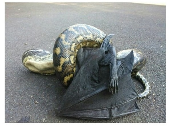 1. Питоны, которые могут проглотить абсолютно все!