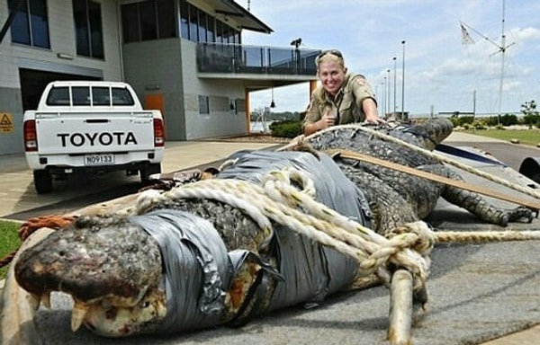 11. О, еще один заблудившийся крокодильчик