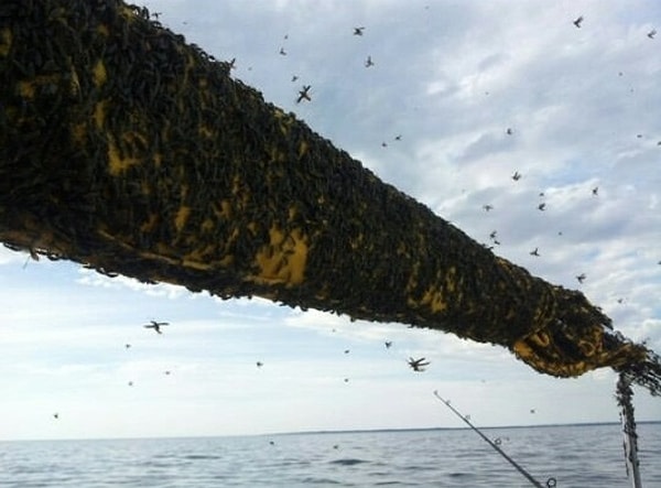 14. Рой мягкотелок