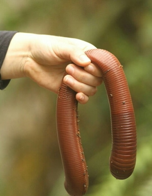 17. Огромные земляные черви