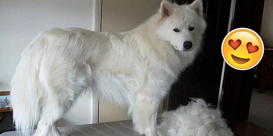 Muhteşem Bir Alternatif! Evcil Hayvanını Üstlerine Giyerek Zulme "Dur" Diyenler