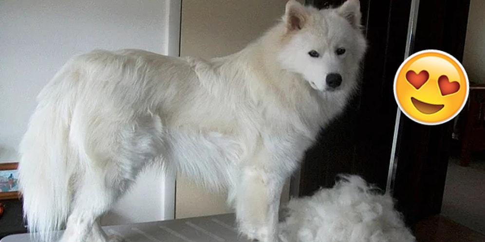 Muhteşem Bir Alternatif! Evcil Hayvanını Üstlerine Giyerek Zulme "Dur" Diyenler