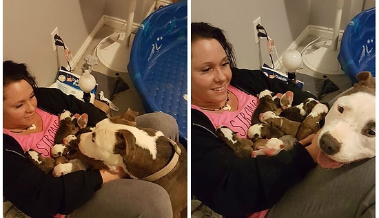 Hamile Köpekten Sıcak Yuvaya Kavuşmasını Sağlayan Kadına Minnet Duygusu