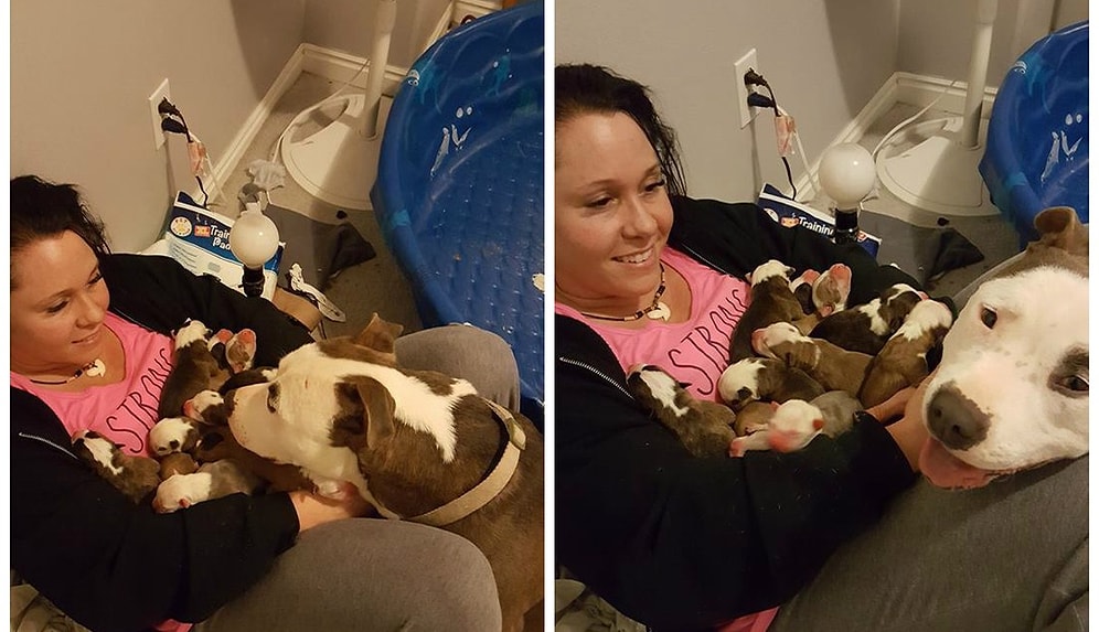 Hamile Köpekten Sıcak Yuvaya Kavuşmasını Sağlayan Kadına Minnet Duygusu