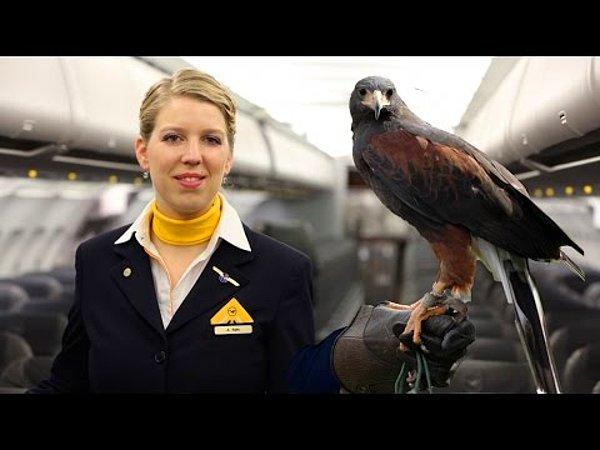 En kapsamlı hizmet ise Lufthansa'da! Falcon Master adında özel bir kuş taşıma tepsisi yolcuya sunuluyor.