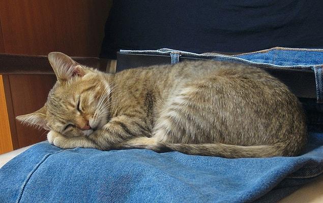 10. Cats dream when they enter into a deep sleep just like humans do, though they prefer to nap.