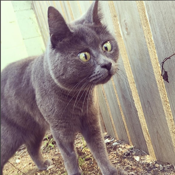 8. Ох уж эти пухлые щечки!