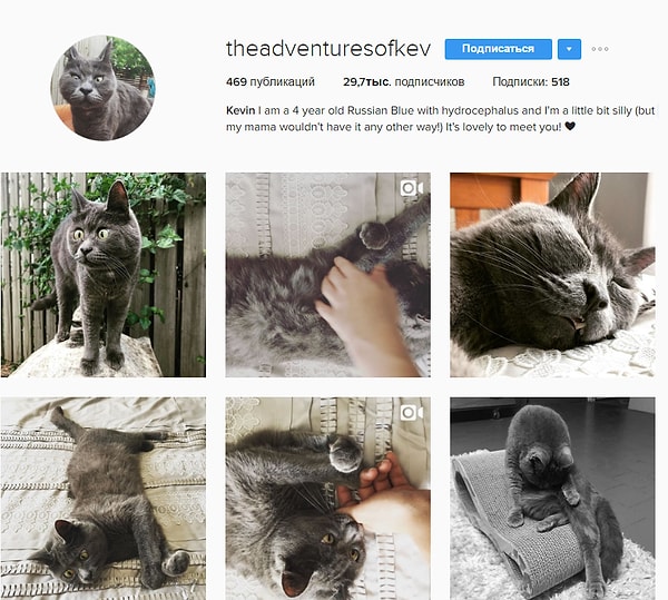 12. У него даже есть собственная страничка в Instagram, где количество подписчиков близко к отметке 30 000.