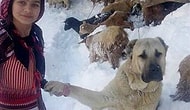 Anne Keçi ve Yavrusunu Sırtlayan Rizeli Hamdu Sena ve Köpeği Tomi'nin Hikâyesi