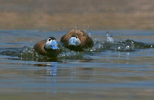 Dikkuyrukların yüzde 40’ı, yaz ördeğinin yüzde 90’ı yok oldu