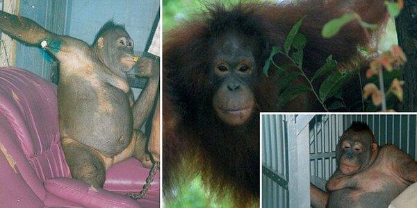 4. 2007’de Endonezya’da 35 polis, ellerinde Kalaşnikoflarla gerçekleştirdiği operasyonla, bir genelevde seks kölesi olarak kullanılan traşlanmış bir orangutanı kurtardı.