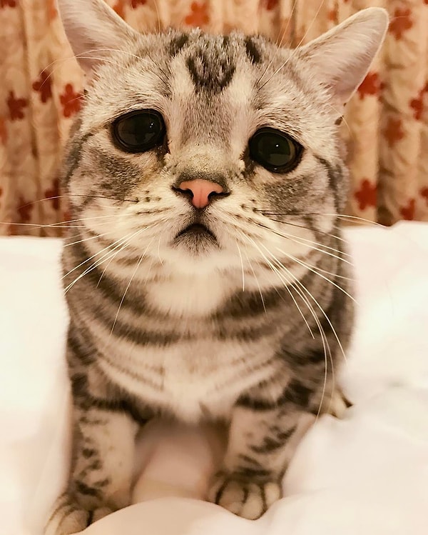 20. Луху (Luhu) - 132 тыс. подписчиков