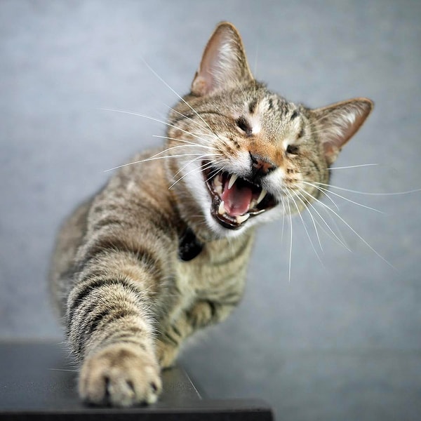 13. Оскар (Oscar) - 376 тыс. подписчиков