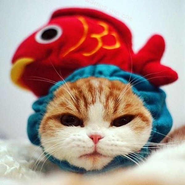 11. Вафля (Waffles) - 467 тыс. подписчиков