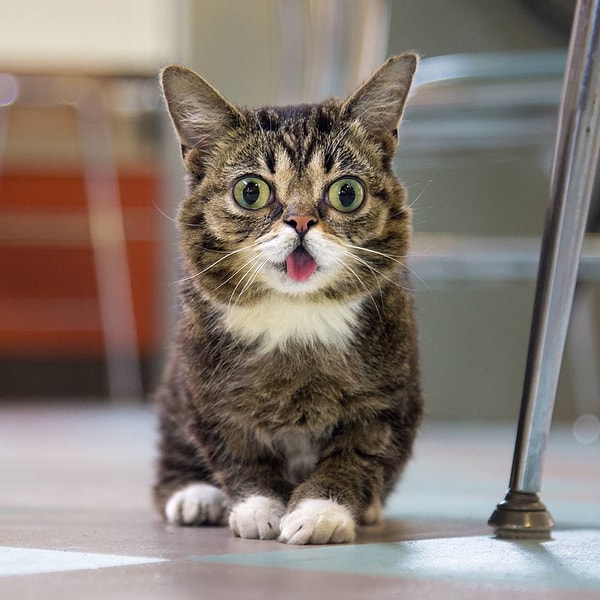 3. Лил Баб (Lil Bub) - 1,5 млн. подписчиков