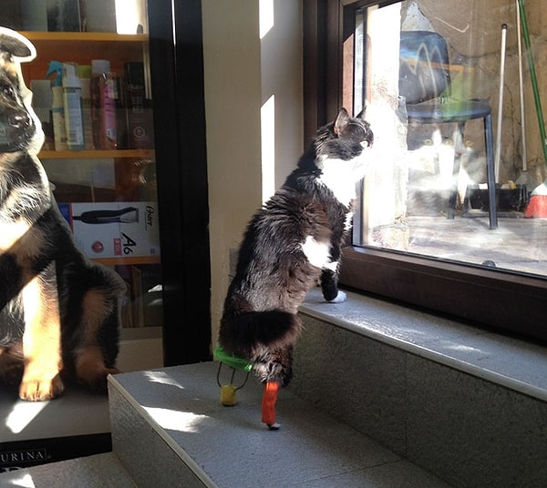 3. Поэтому в этот раз Златинов решил прибегнуть к инновациям. А именно, вживить протезы, которые смогли бы помочь Пуху обрести новые лапы.