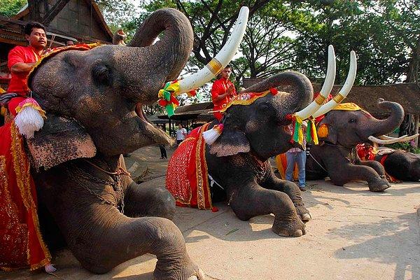 Tayland’ın simge turistik aktivitelerinden olan fil binme, geçtiğimiz günlerde bir turistin canını aldı.