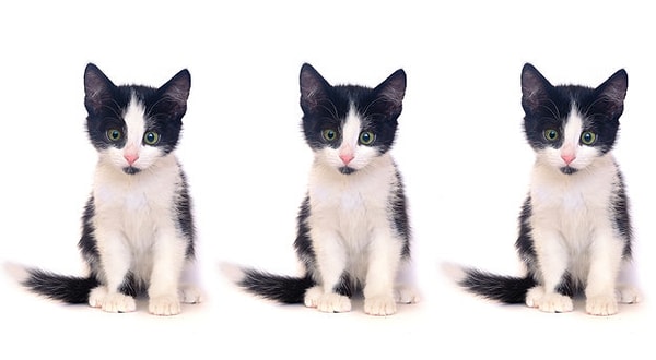 3. Немного усложним задачу. Кто из черно-белых котят отличается от других?