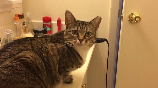 Senden Benden Farkı Yok: Yemeğe Asla Hayır Diyemeyen Kedi